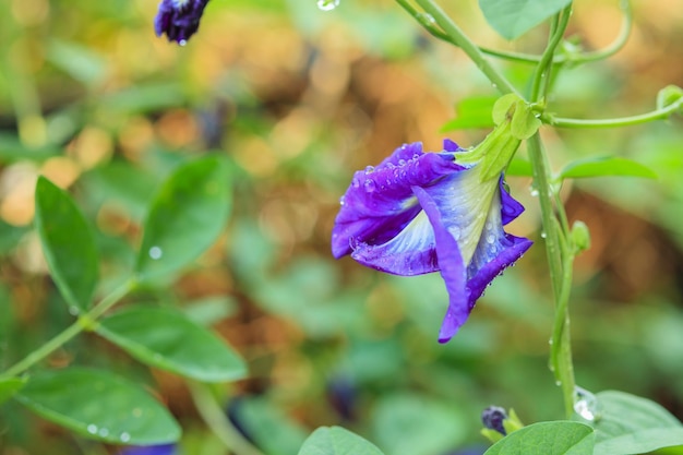 Chiuda sul fiore blu del pisello della farfalla nel giardino