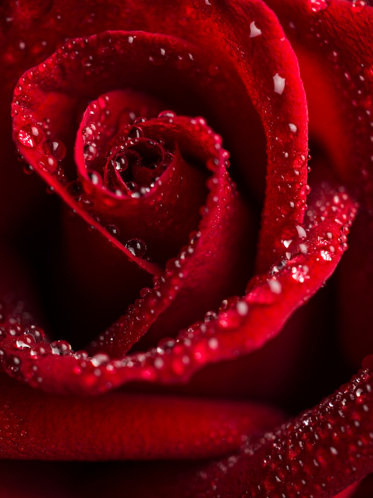 Foto chiuda sul fiore della rosa rossa