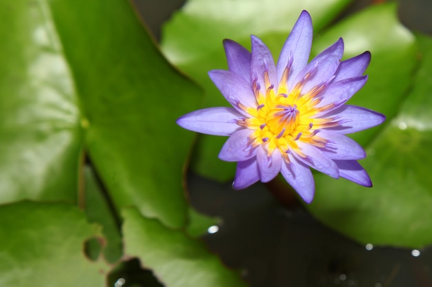 Chiuda sul fiore di loto porpora in canale