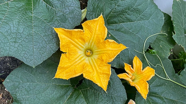 Chiuda sul fiore di zucca in fiore in giardino