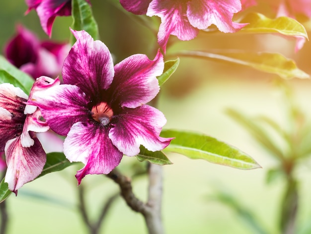 Chiuda sul fiore porpora della rosa del deserto