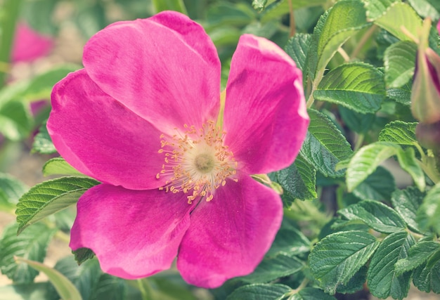 Chiuda sul fiore rosa di rosa canina