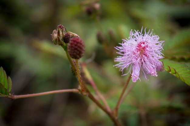 Chiuda sul fiore, sul fiore naturale e sulle foglie