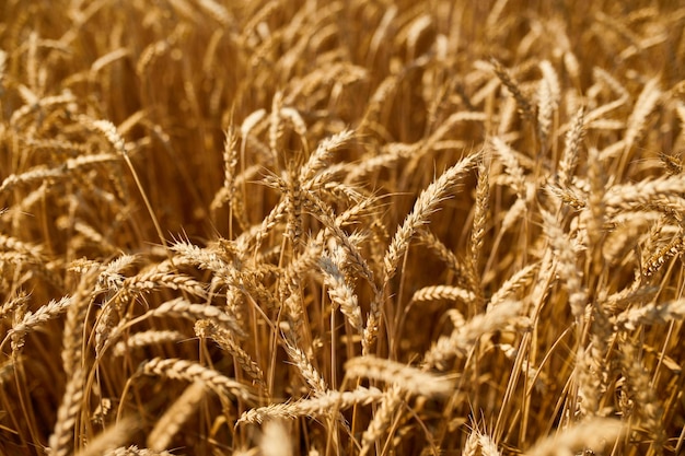 Chiuda sul fondo del campo di grano del raccolto del grano nell'estate del giorno del sole