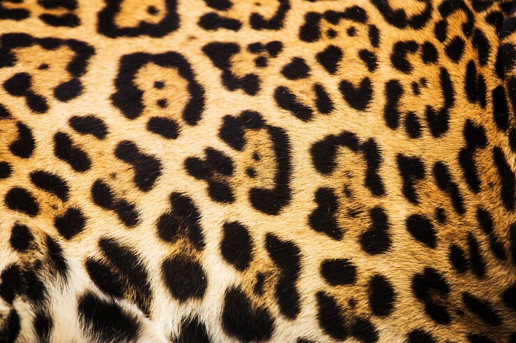 Chiuda sul fondo di struttura del modello del punto del leopardo