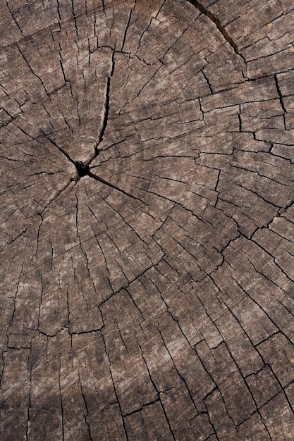 Chiuda sul fondo di struttura di legno. Sezione trasversale di un albero abbattuto che mostra gli anelli di crescita. Vecchia struttura di legno naturale del tronco d'albero tagliato per testo e sfondo. Design della natura