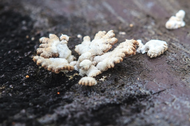 Chiuda sul fungo in foresta profonda