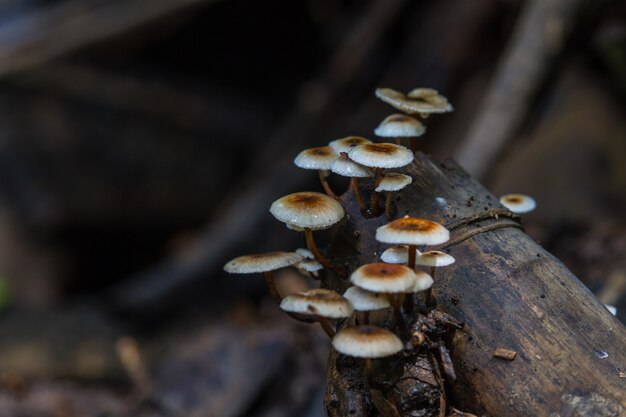 Chiuda sul fungo in foresta profonda