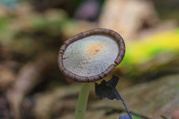 Chiuda sul fungo in foresta profonda