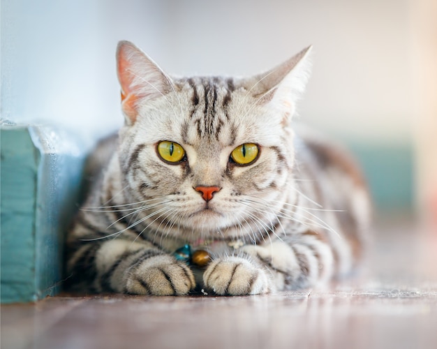 Chiuda sul gatto americano dei peli di scarsità che dorme sul pavimento nella casa.