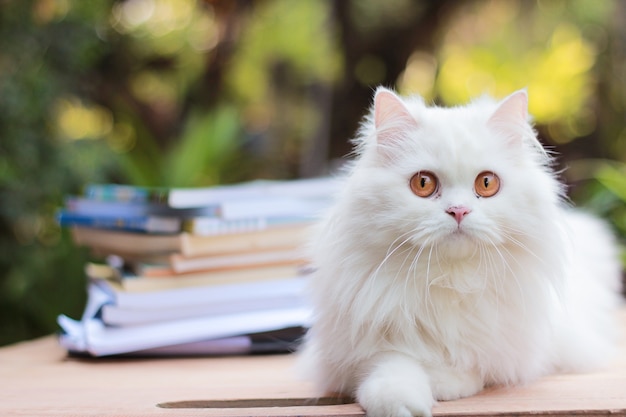 Chiuda sul gatto bianco sulla tavola di legno