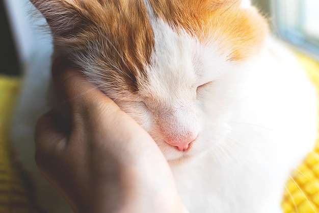 Chiuda sul gatto che accarezza la mano.