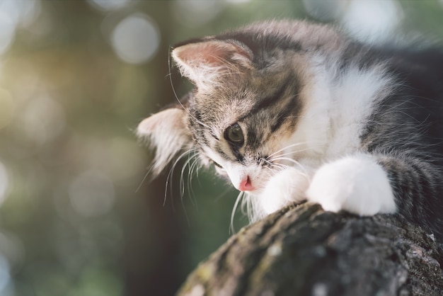 Chiuda sul gatto che gioca sull&#39;albero