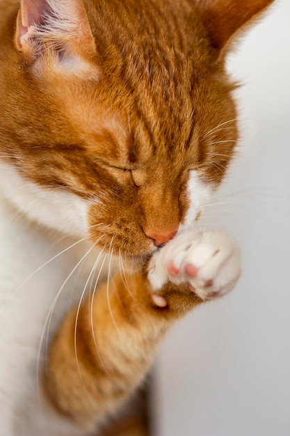 Chiuda sul gatto che pulisce se stessa