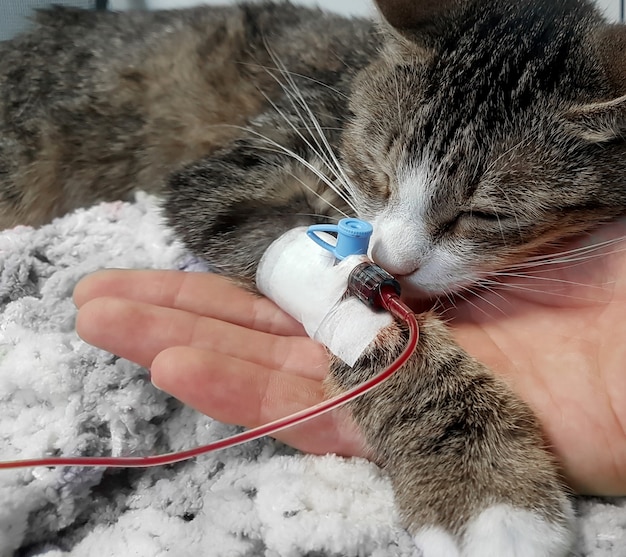 Chiuda sul gatto malato con un catetere nella sua zampa