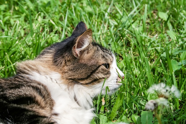 Chiuda sul gatto nell'erba