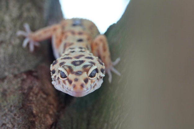 Chiuda sul geco leopardo