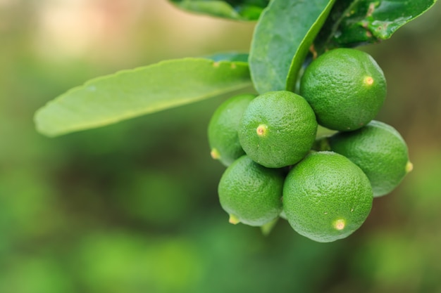 Chiuda sul giovane limone verde fresco sull&#39;albero con il fondo verde della sfuocatura