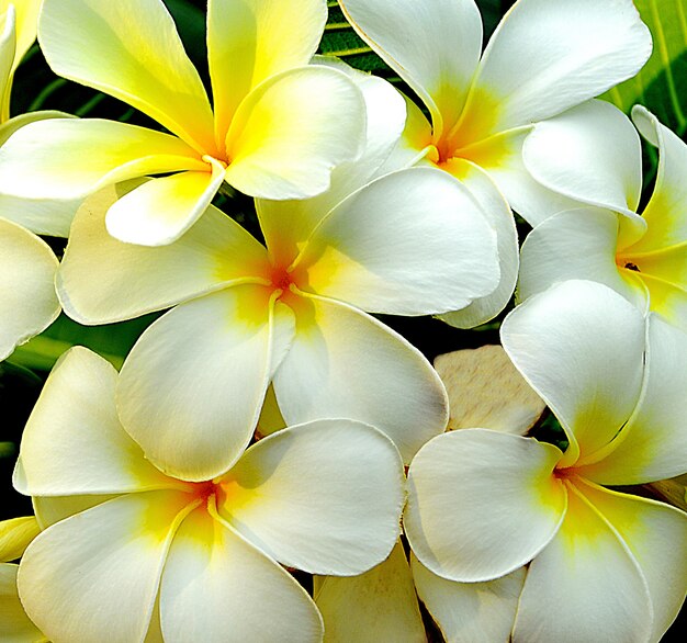 Chiuda sul gruppo di fondo bianco di plumeria