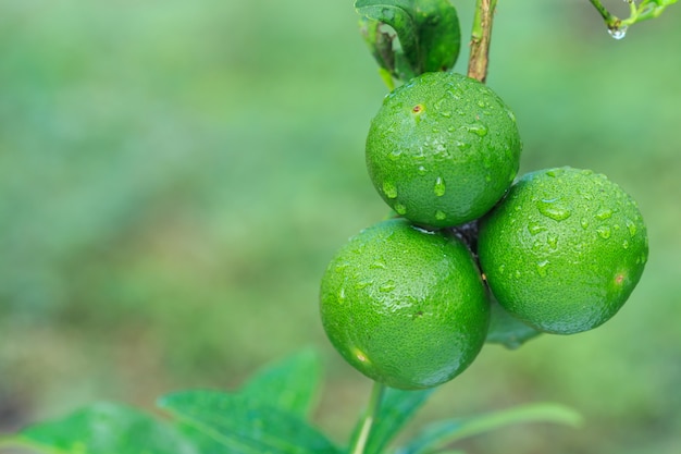 Chiuda sul limone verde fresco con goccia di acqua sull&#39;albero e sul fondo verde della sfuocatura