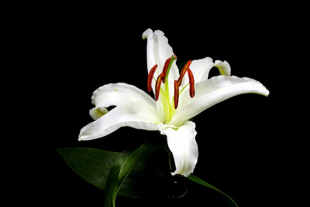 Chiuda sul macro giglio bianco con polline sul nero