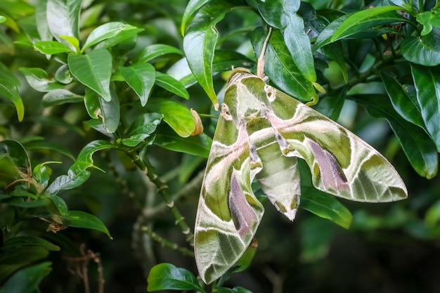 Chiuda sul macro lepidottero verde di falco di oleandro della farfalla sulla foglia