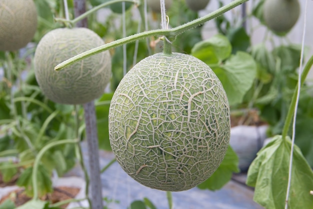 Chiuda sul melone in azienda agricola