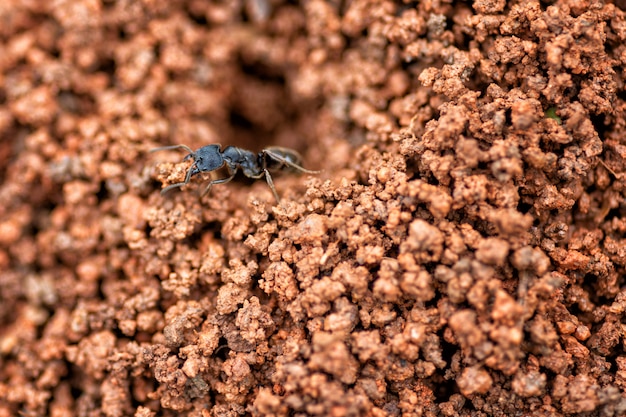 Chiuda sul nido nero della formica in terreno rosso