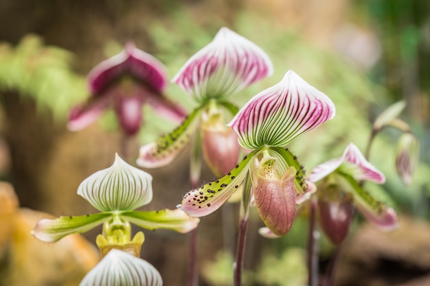 Chiuda sul paphiopedilum (orchidea) in giardino pubblico