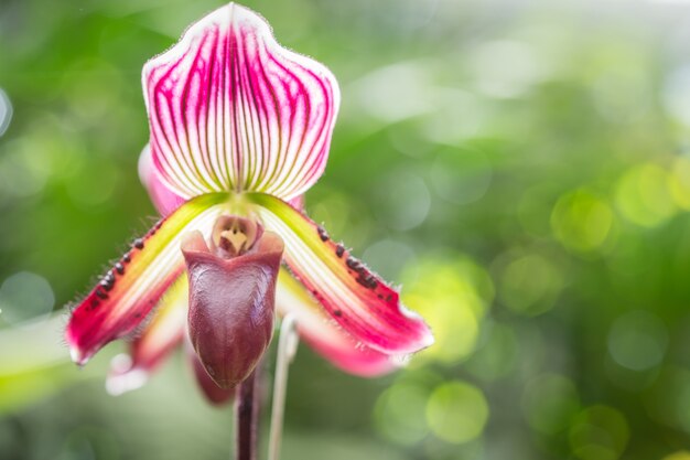 Chiuda sul paphiopedilum (orchidea) in giardino pubblico