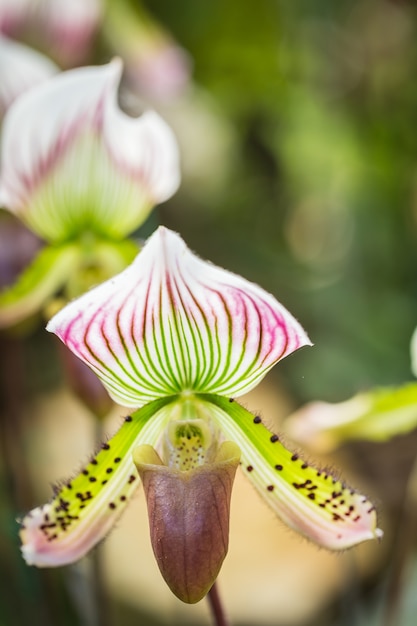 Chiuda sul paphiopedilum (orchidea) in giardino pubblico