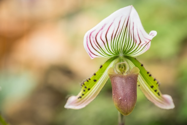 Chiuda sul paphiopedilum (orchidea) in giardino pubblico