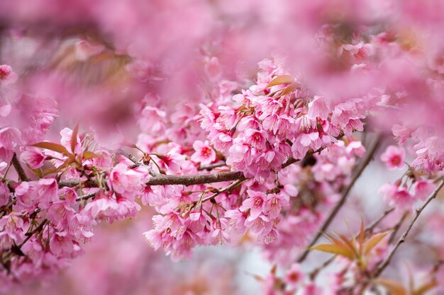 Chiuda sul ramo con i fiori rosa di sakura