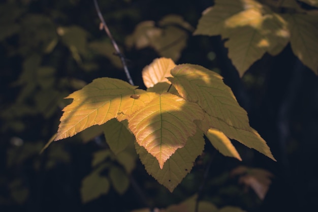 Chiuda sul ramo di un albero di acero con la foto di autunno di luce solare