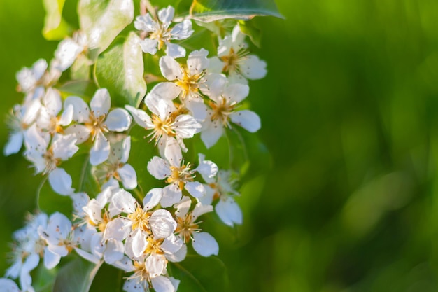 Chiuda sul ramo di un albero di pera in fiore nel giardino con lo spazio della copia