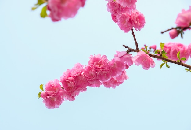 Chiuda sul ramo rosa del fiore del fiore della prugna a cielo blu in primavera stagionale