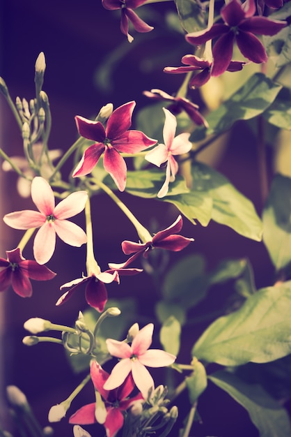 Chiuda sul rampicante di Rangoon o sul fiore indica di Quisqualis