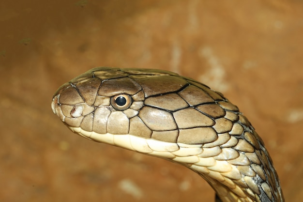 Chiuda sul re cobra capo è serpente pericoloso al giardino Tailandia