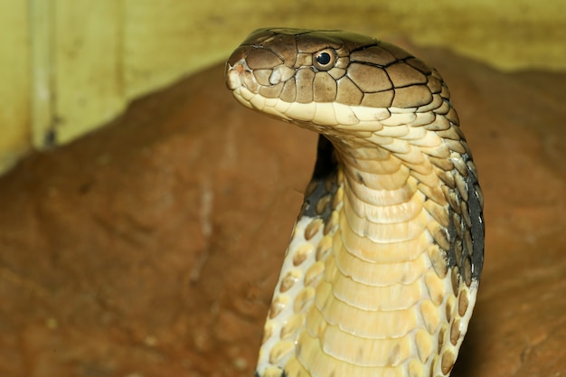 Chiuda sul re cobra capo è serpente pericoloso al giardino Tailandia