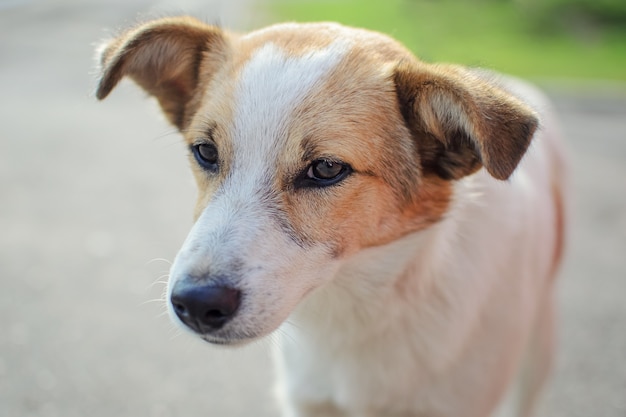 Chiuda sul ritratto del cucciolo di cane senzatetto