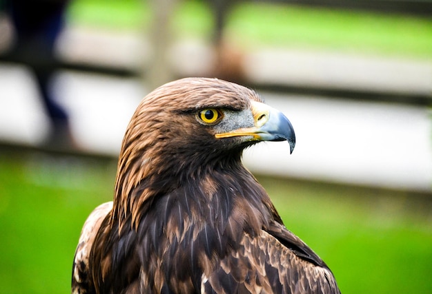 Chiuda sul ritratto dell'aquila reale, uccello rapace. Occhi penetranti.