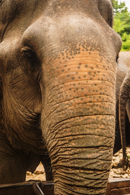 Chiuda sul ritratto dell&#39;elefante Asia