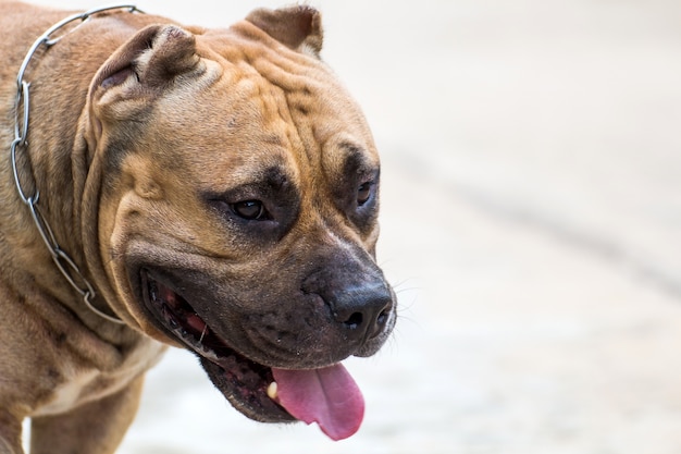 Chiuda sul ritratto di un cane del pitbull, cane vagabondo