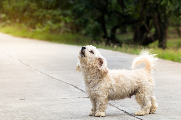 Chiuda sul ritratto di un cane randagio sulla camminata laterale