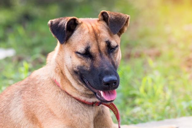 Chiuda sul ritratto di un cane randagio sulla passeggiata laterale, cane vagabondo