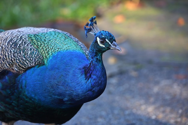 Chiuda sul ritratto di un pavone nell'habitat naturale.