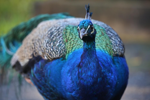 Chiuda sul ritratto di un pavone nell'habitat naturale.