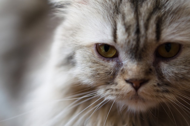 Chiuda sul ritratto un gatto. Messa a fuoco selettiva a occhio di gatto.