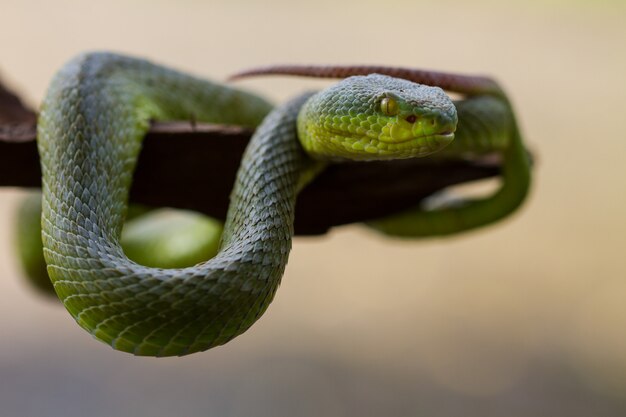 Chiuda sul serpente di Pit Viper di verde giallo-lipped