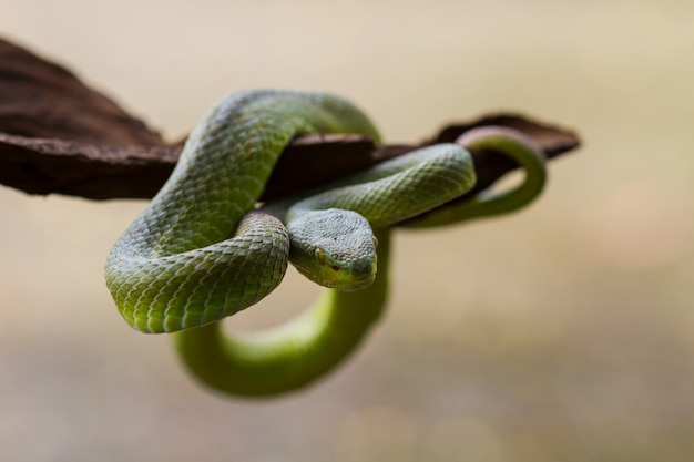 Chiuda sul serpente di Pit Viper di verde giallo-lipped